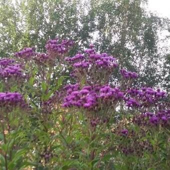 Vernonia crinita