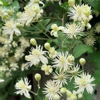 Clematis vitalba