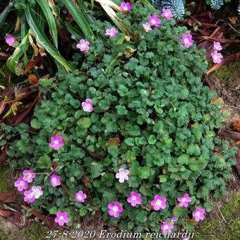 Erodium reichardii