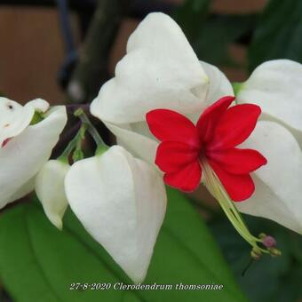 Clerodendrum thomsoniae