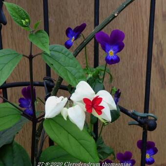 Clerodendrum thomsoniae