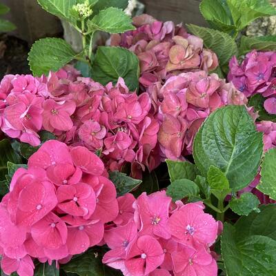 Hydrangea macrophylla 'Little Pink' - 