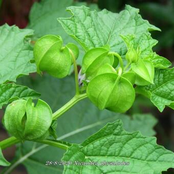 Nicandra physalodes