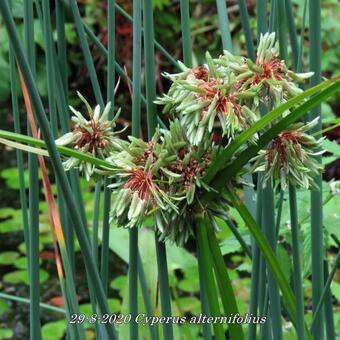 Cyperus alternifolius