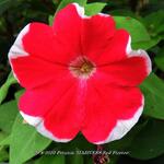 Petunia 'MADNESS Red Picotee' - 