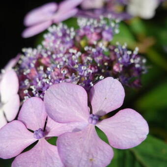 Hydrangea macrophylla 'Nizza'