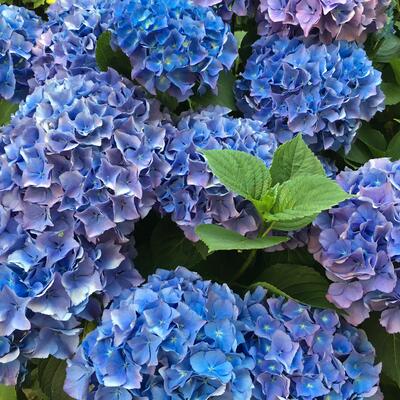 Hydrangea macrophylla 'Adria' - 