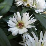 Aster dumosus 'Apollo' - 