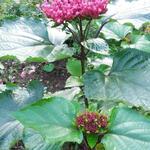 CLÉRODENDRON DE BUNGE, - Clerodendrum bungei