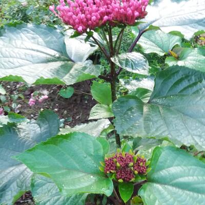 Herrlicher Losstrauch - Clerodendrum bungei