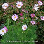 Cosmos bipinnatus 'Picotée' - 