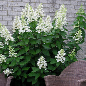 Hydrangea paniculata 'Unique'