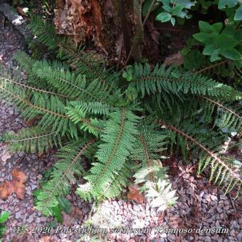 Polystichum setiferum 'Plumoso-densum'