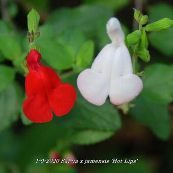 Salvia x jamensis 'Hot Lips'