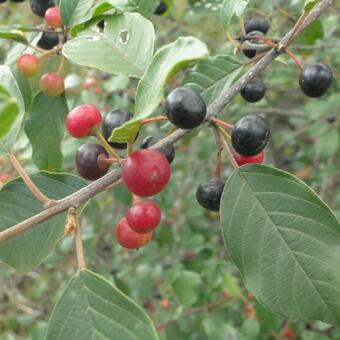 Frangula alnus