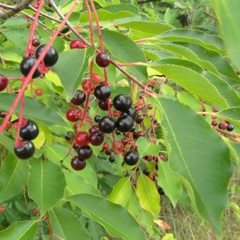 Prunus serotina