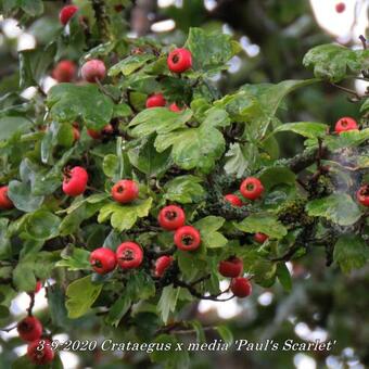 Crataegus x media 'Paul's Scarlet'