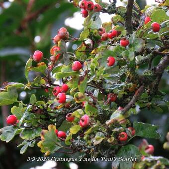 Crataegus x media 'Paul's Scarlet'