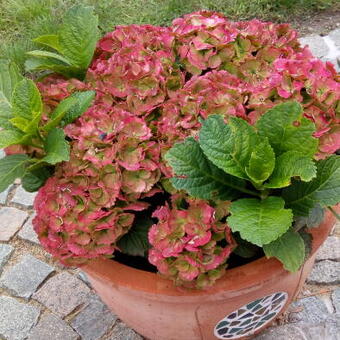 Hydrangea macrophylla MULTI-DOUBLE 'Pink Alert'