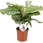 Calathea orbifolia - 