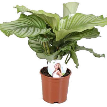 Calathea orbifolia