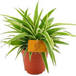 Chlorophytum comosum 'Ocean' - 