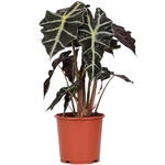 Alocasia x amazonica 'Polly' - 