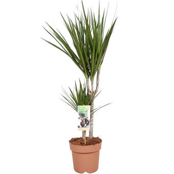 Dracaena marginata