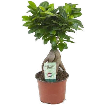 Ficus microcarpa 'Ginseng'