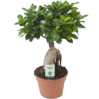 Ficus microcarpa 'Ginseng'