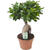 Ficus microcarpa 'Ginseng'