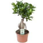 Ficus microcarpa 'Ginseng' - 