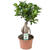 Ficus microcarpa 'Ginseng'