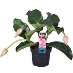 Medinilla magnifica - 