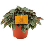 Peperomia 'Napoli Nights' - 