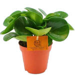 Peperomia obtusifolia  - 