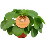 Pilea peperomioides - 