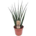 Sansevieria 'Fernwood' - 