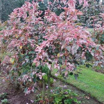 Acer conspicuum 'Red Flamingo'