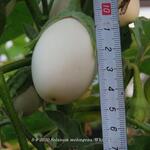 Solanum melongena 'White Eggs' - 