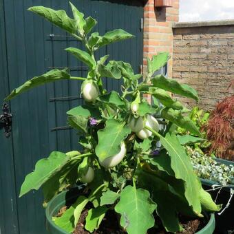 Solanum melongena 'White Eggs'