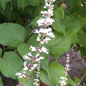 Vitex agnus-castus 'Albus'