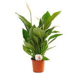 Spathiphyllum 'Bingo Cupido' - 