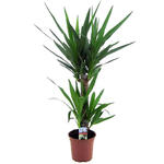 Yucca - 