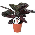 Calathea roseopicta 'Dottie' - 