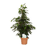 Ficus benjamina 'Daniëlle' - 