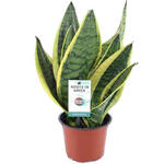 Sansevieria trifasciata 'Futura Superba' - 