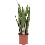 Sansevieria trifasciata 'Laurentii' - 