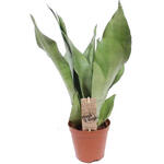 Sansevieria trifasciata 'Moonshine' - 