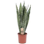 Sansevieria zeylanica - 